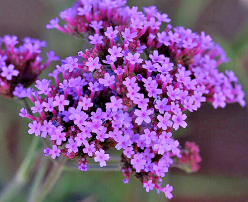 VERBENA BONARIENSIS, 250 SEEDS, TALL VERBENA, HARDY, PURPLE FLOWERS, EZ 2 GROW - Picture 5 of 11