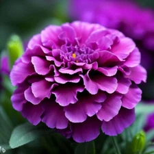 25+ Purple India Marigold Seeds for Garden Planting - USA - FREE SHIPPING!