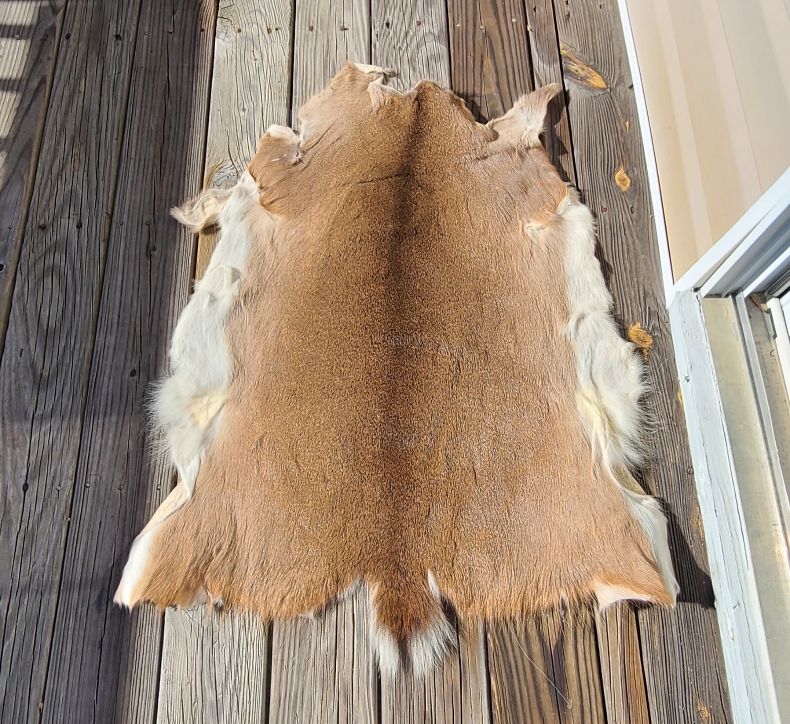 Whitetail Deer Hide Rugs Bryont Blog