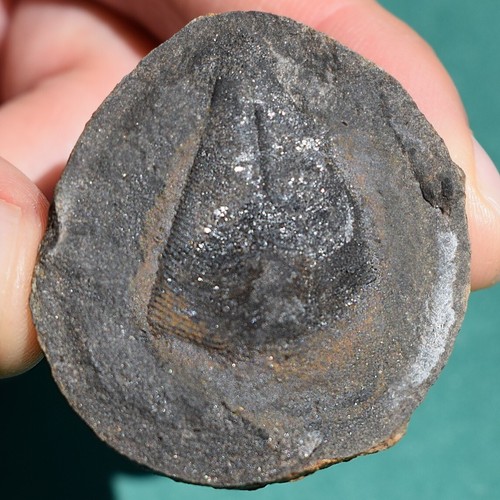 Superb Conularid Fossil Conularia africana Positive & Negative Bolivia Devonian - Picture 5 of 9