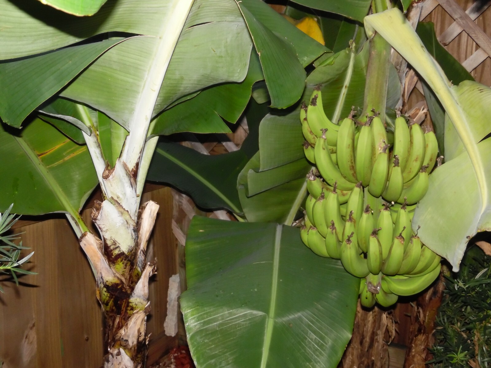 DWARF BANANA TREE One Tropical plant ***Bananas and offshoots forever ...
