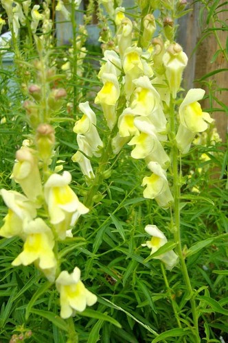 Antirrhinum braun-blanquetii | Perennial Snapdragon | 50_Seeds - Picture 4 of 5