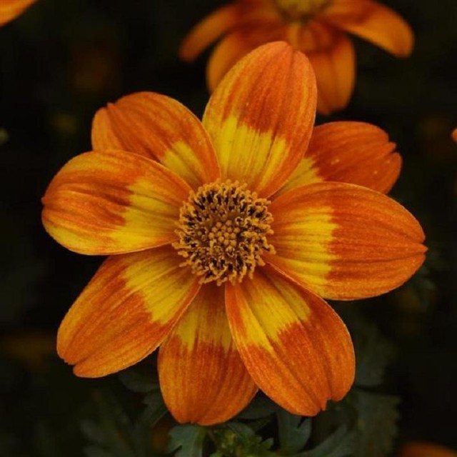 Bidens Bee Happy Red Plug Plants Summer Blooms Pack x6 Bidens Bee Happy Red Plug Plants Summer Blooms Pack x6