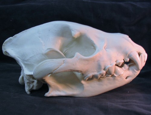 Huge spotted hyena skull taxidermy replica cast - Picture 4 of 6