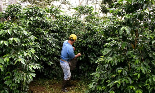 COLOMBIAN SUPREMO COFFEE BEANS DARK ROASTED 2 POUNDS IN 1 POUND BAGS - Picture 17 of 23