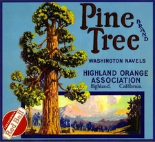Highland San Bernardino Pine Tree Orange Citrus Fruit Crate Label Art Print