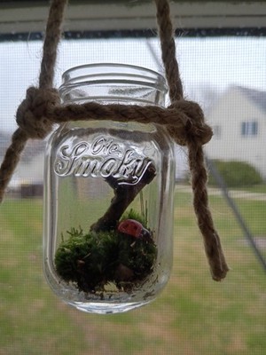  Famous whiskey Ole smokey shot glass  up cycled  into amazing ladybug terrarium