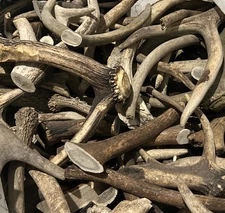 Grade D Whole Elk Antler – Crafts, Light Chew Dog Treat, Natural Shed - 3 Pieces