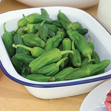 Dragon Roll Pepper Seeds 20 / Spicy / DELICIOUS / Rare / Florida Grown