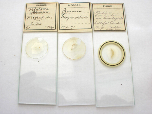 8 Antique Microscope Slides. Ferns, Mosses, Fungi. - Picture 2 of 4