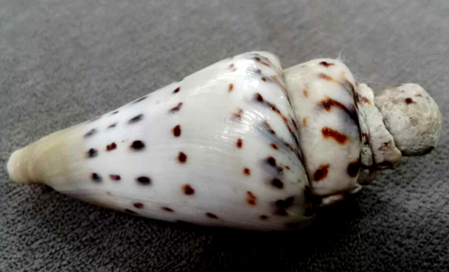 Conus mustelinus 74mm f+++. Einzelstück mehrstufige Schulter FREAK - Bild 2 von 13