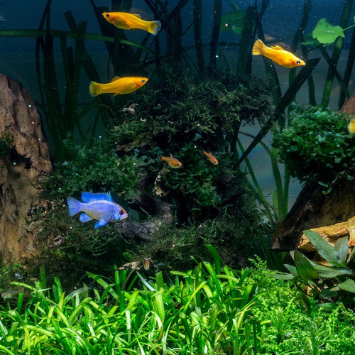 Tetra Aquasafe to Turn Tap Water into Safe and Healthy Water for Fish and Plants - Picture 2 of 12