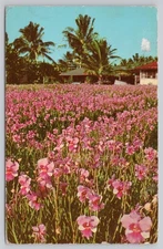 Vintage Hawaii Vanda Orchids Postcard by Lesco 1974 Scenic View