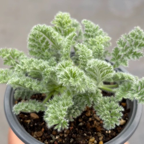 2,5 cm 1 pieza plántula Pelargonium Appendiculatum raíz tubérculo plantación exterior raro - Imagen 7 de 9