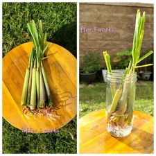 5 Fresh Lemongrass Stalks, Live Plant, Fresh Cut 🔥🔥🔥Ready To Grow 🔥🔥🔥