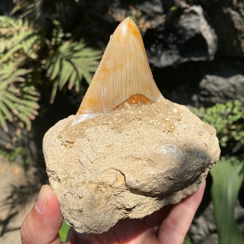 Top seltener Megalodon Haizahn Wellenschliff Fossil natürlich Indonesien - Bild 3 von 11