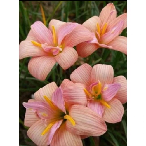 1 bulb AUTHENTIC Rain Lily Zephyranthes 70-150mm size (130 varieties) - Picture 7 of 43