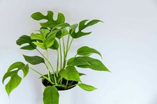 Rhaphidophora tetrasperma, Mini Monstera, Philodendron "Ginny" - 20 Se eds