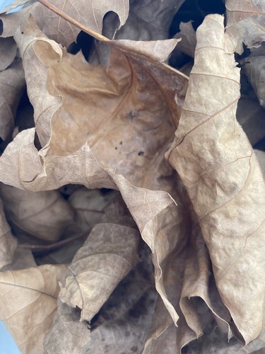 LOTS Of Oak STERILE LEAF LITTER for Isopods, Springtails, Decor!!!!!!!! - 第 3/4 張圖片