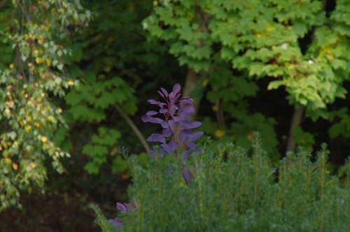 Tamron 80-210mm f3.8 103A Zoom manual lens + Macro no 1008817 Mount Adaptall 2 - Picture 10 of 20