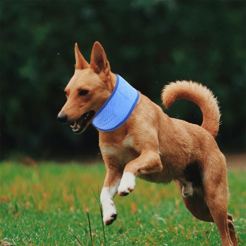 Thunder Shirts for Towels Drying Dogs Raincoat Cooling Bandana - Picture 7 of 12