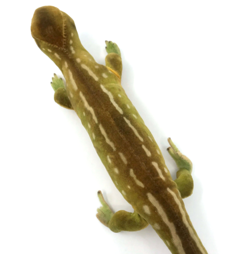 Steiff Lizzy Lizard Velvet 6cm 2.25in 1959 -61 Salamander 30cm long no ID Vtg - Picture 4 of 12