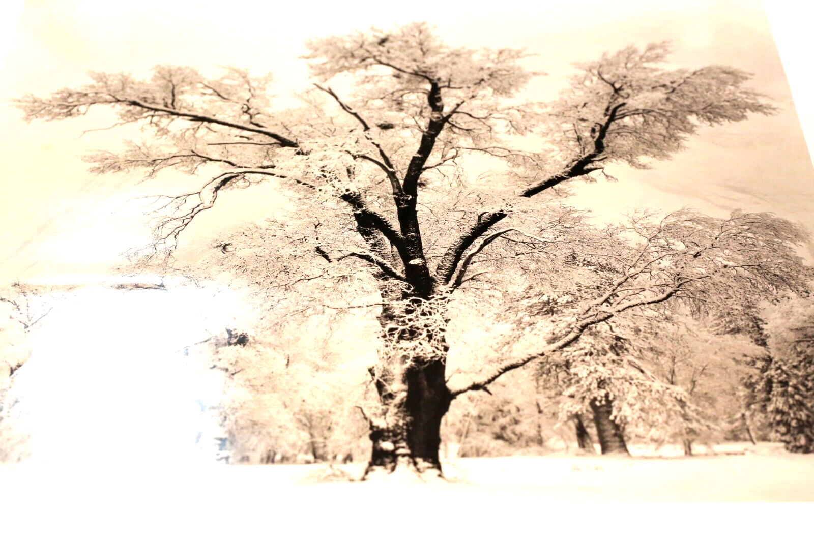 Picture 3 of 16