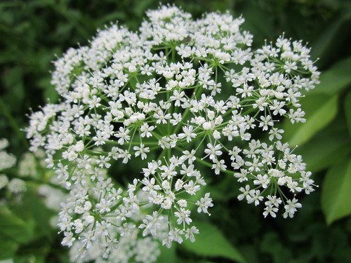 Ajowan (Bishops Weed) Essential Oil. UNDILUTED. BUY 2 GET 1 FREE! - Picture 3 of 6