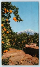 Orange Groves in San Bernardino Foothills California United Airlines Ad Postcard