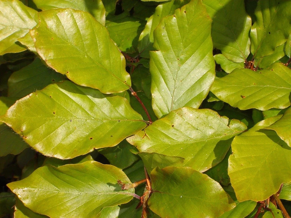 10 Green Beech Hedging Plants 2 Year Old, 1-2ft Grade 1  Hedge Trees 40-60cm - Image 4 of 4