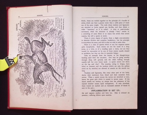 Horses, Dogs, Birds, Cattle Accidents & Ailments First Aid, Elliman & Sons 1906 - Picture 12 of 24