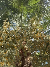 10 Windmil Palm Seeds - Very Cold Hardy - Tropical Fan Palm - Very Good Genetics