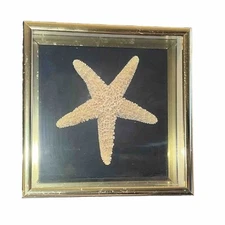 STARFISH Taxidermy Shadow Box Wall Decor Brass Picture Frame Coastal Beach ￼