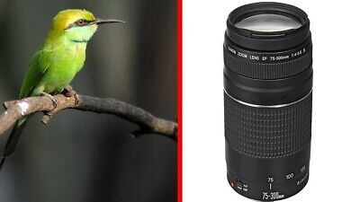 NEW No Box Canon EF 75-300mm f/4-5.6 III Zoom Lens pictures NEW No Box Canon EF 75-300mm f/4-5.6 III Zoom Lens pictures