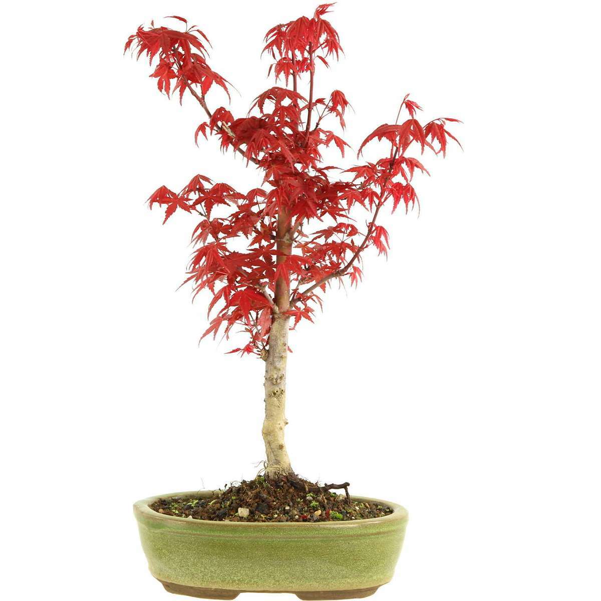 Deshojo Maple, Bonsai, 10 years, 41cm (111-94) Deshojo Maple, Bonsai, 10 years, 41cm (111-94)