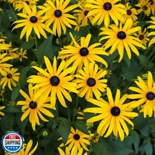 Groundio Black Eyed Susan Seeds, 7500+ Perennial Rudbeckia Hirta Yellow Flowe