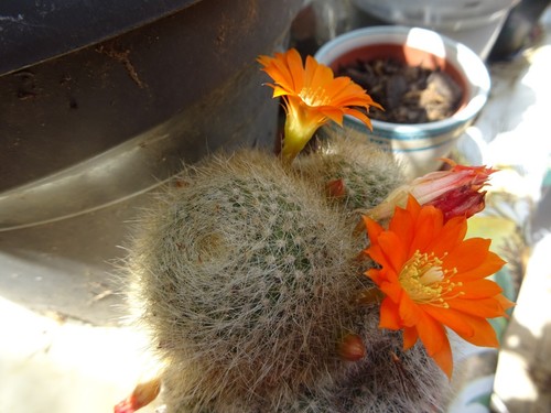 coton écrue fait main  tres ancien bonnet debébé  pour poupons ,poupées anciens - Picture 5 of 24