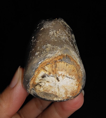 MADERA PETRIFICADA RARA, FÓSIL DE CALCEDONIA BOTRIOIDAL DE JAVA, INDONESIA, 55MM - Imagen 5 de 8
