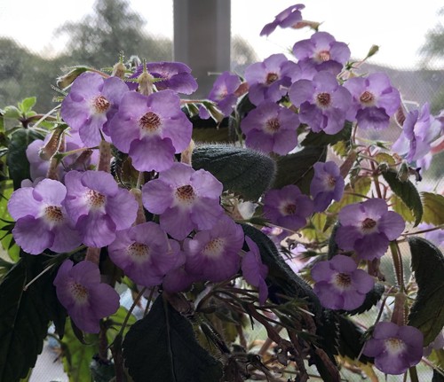 Achimenes „ Kamilli Brozzoni“ , 3 Rhizome. - Bild 6 von 12