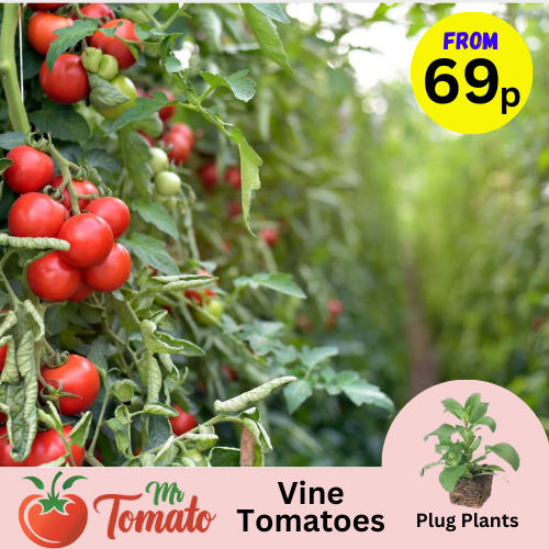 Tumbling Tom Tomato Plug Plants basket trailing patio pots hanging eBay
