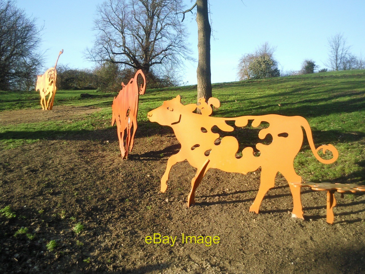 Cows Have Been Infected With a Second Form of Bird Flu - The New York Times 8 Photo 6x4 Shenstone Park cows These cows have recently been placed at the c2011