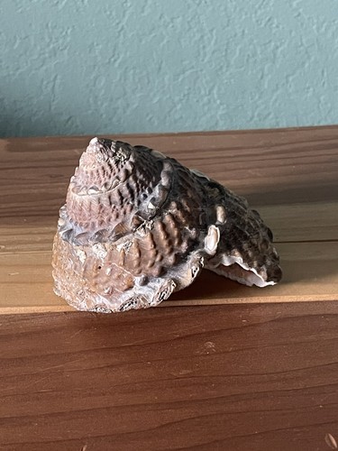 Megastraea undosa, gebräuchlicher Name Die Wellenturbanschnecke, ist eine Meeresschneckenart - Bild 3 von 8