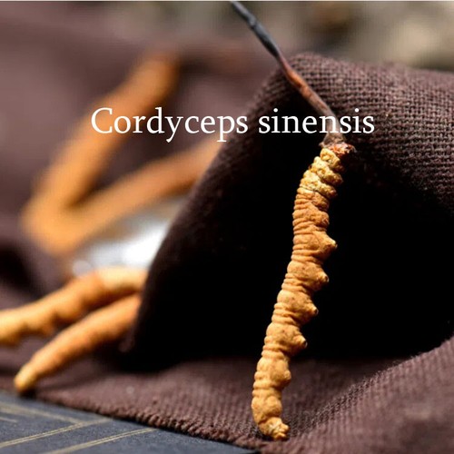 Wild Tibetan Aweto Chinese Caterpillar Fungus Cordyceps Sinensis 10 pieces 冬虫夏草 - 第 2/3 張圖片