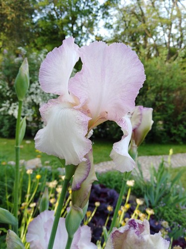 Schwertlilie 'Mod Mode' (TB = hohe Bart-Iris) Plicata - Bild 6 von 7