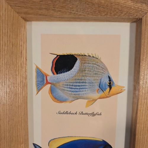 Tropical Fish Framed Prints (2) 5 1/4 In X 11 1/4 In - Picture 3 of 8