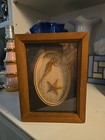 Vintage Framed Seashell Shell Framed Art Shadow Box 6"X8" by Alan D Weltman, F