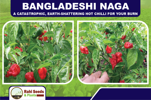 Bangladeshi Naga - A Catastrophic, Earth-shattering Hot Chilli for Your Burn - Picture 2 of 11