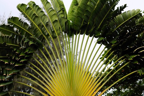 10 TRAVELLER'S PALM TREE Ravenala Madagascariensis Flower Houseplant Seeds - 第 10/12 張圖片