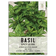 Spicy Globe Basil Seeds For Planting Ocimum basilicum 