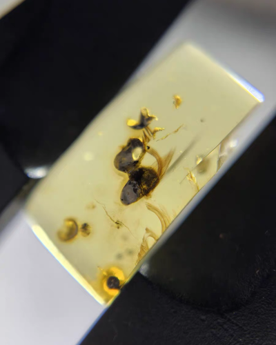 Burmite Fossil Cretaceous amber insect feather Burmese amber Fossil Myanmar - Bild 6 von 6